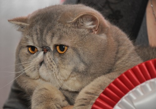 Ladiluck Exotic Shorthairs My Cats