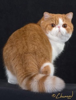 Red and best sale white exotic shorthair